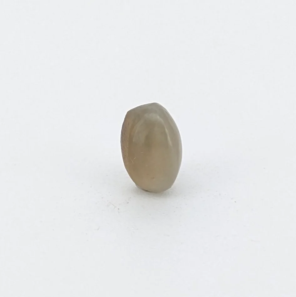 Natural Cat's Eye (Lehsunia) 2.38 Carat – for Ketu