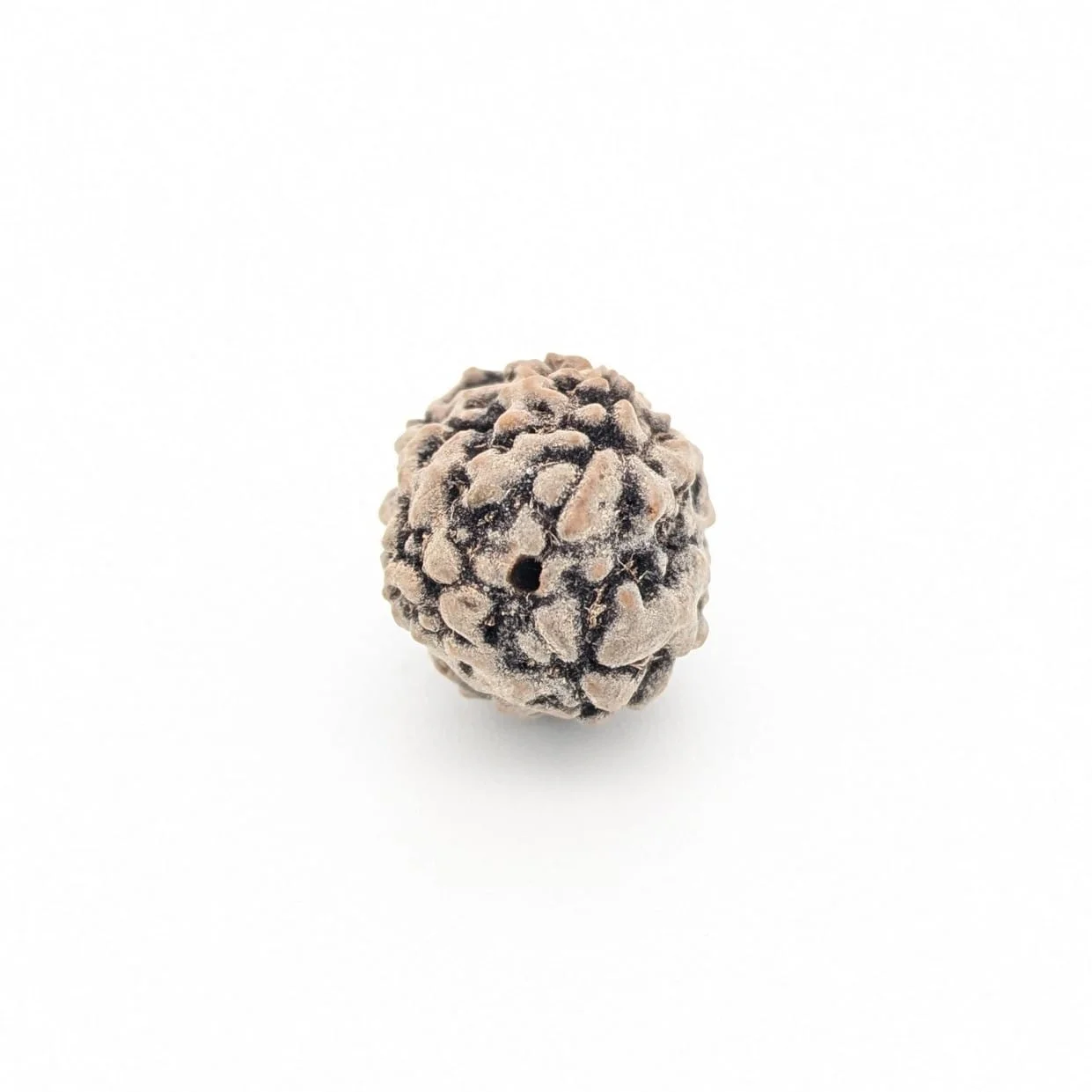 Natural 3 Mukhi Rudraksha