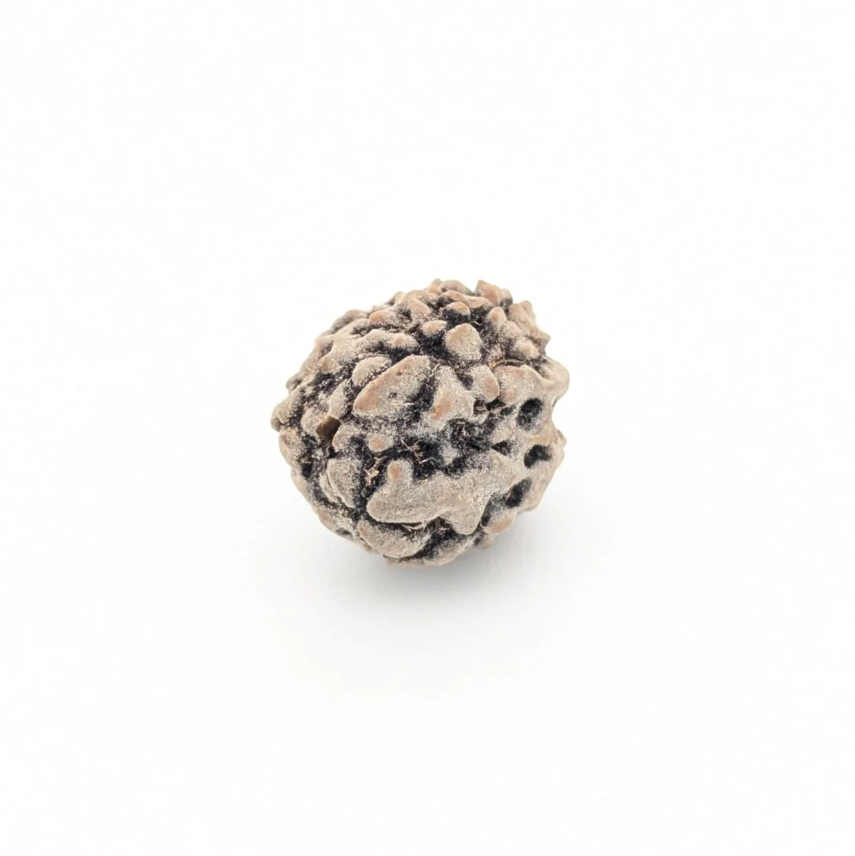 Natural 3 Mukhi Rudraksha