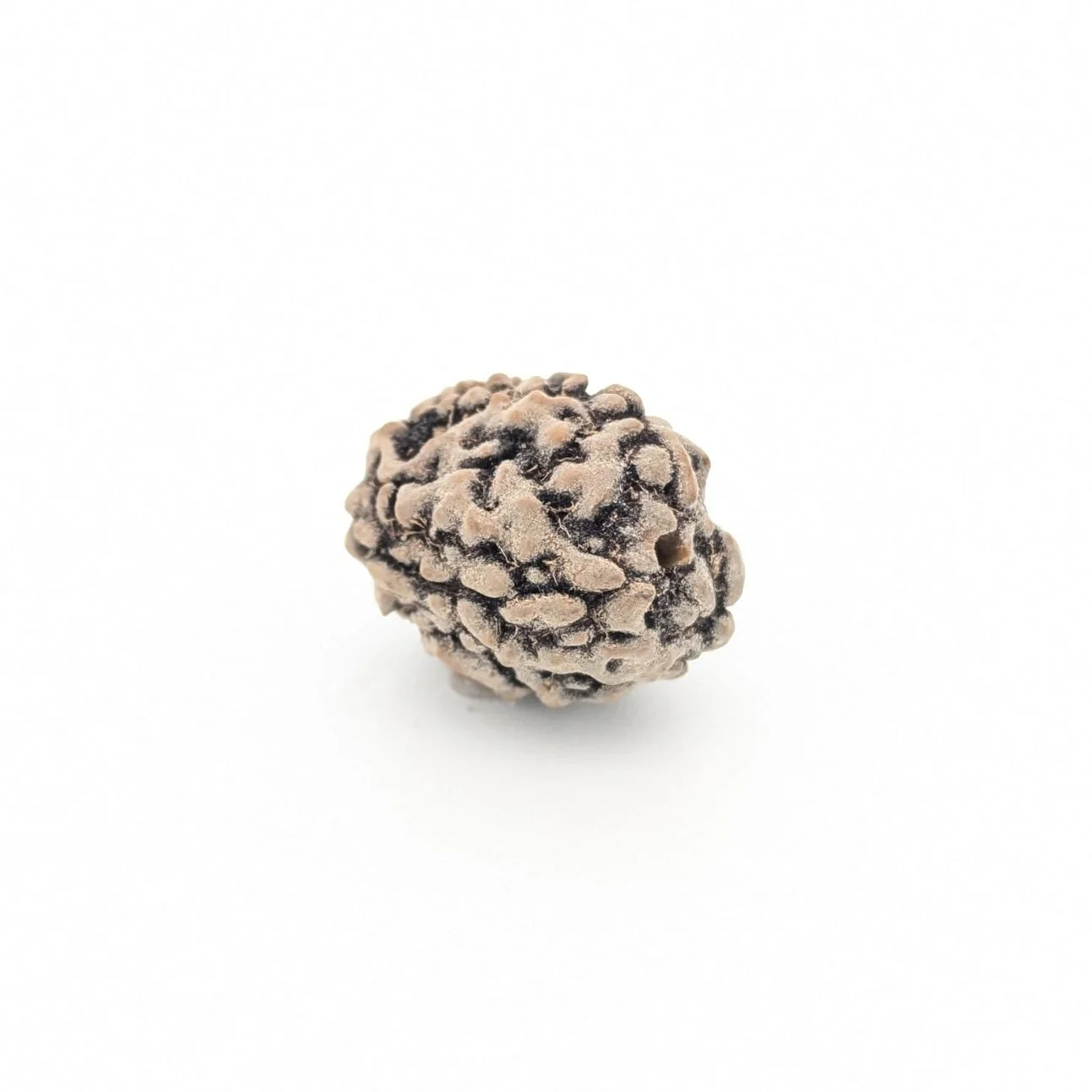 Natural 3 Mukhi Rudraksha