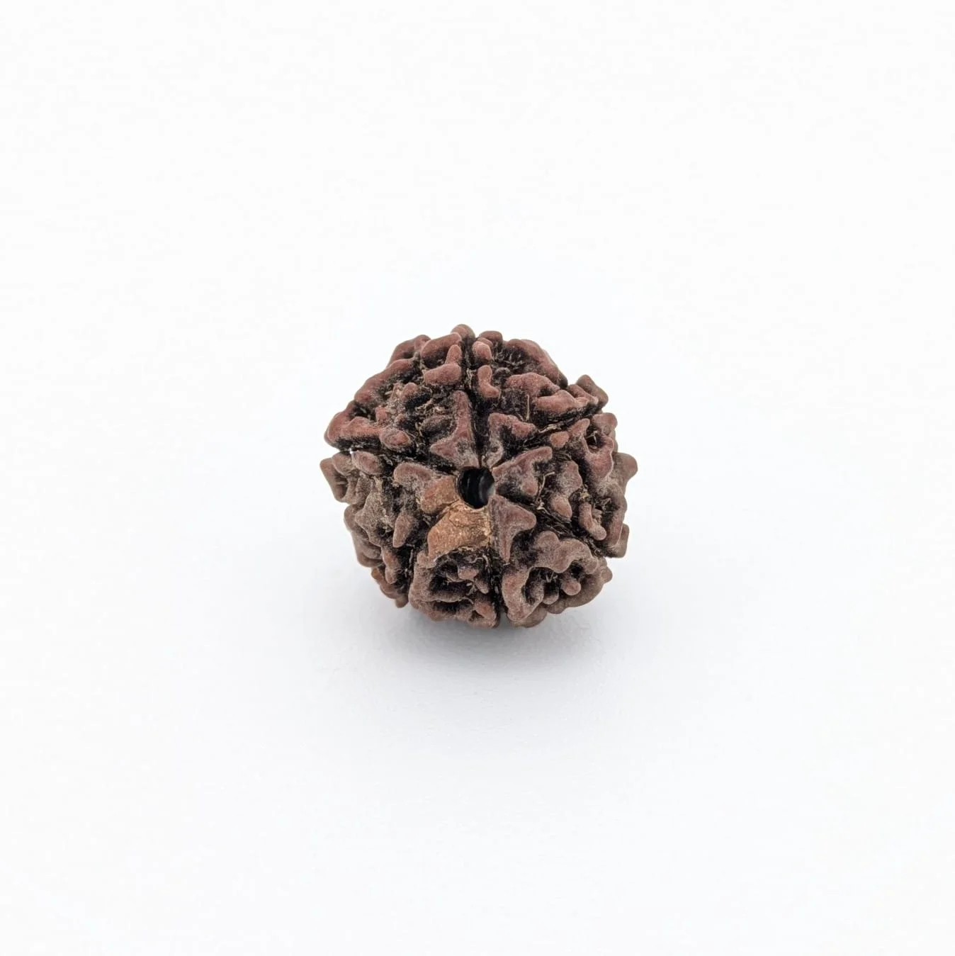 Natural 6 Mukhi Rudraksha