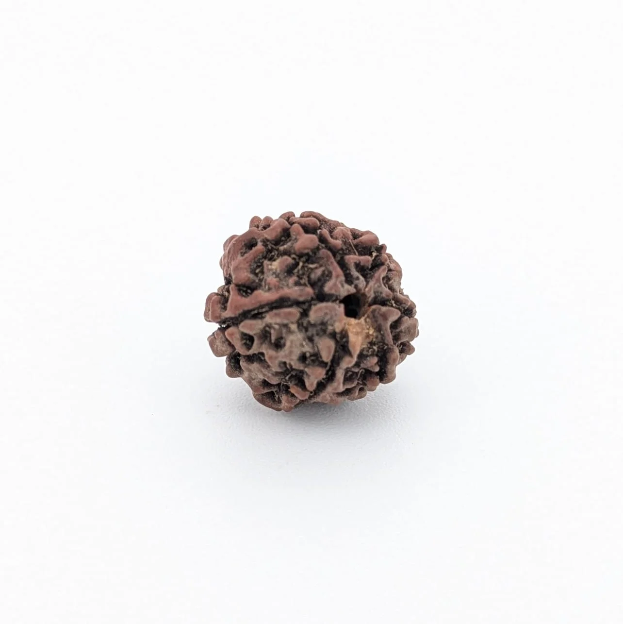 Natural 6 Mukhi Rudraksha