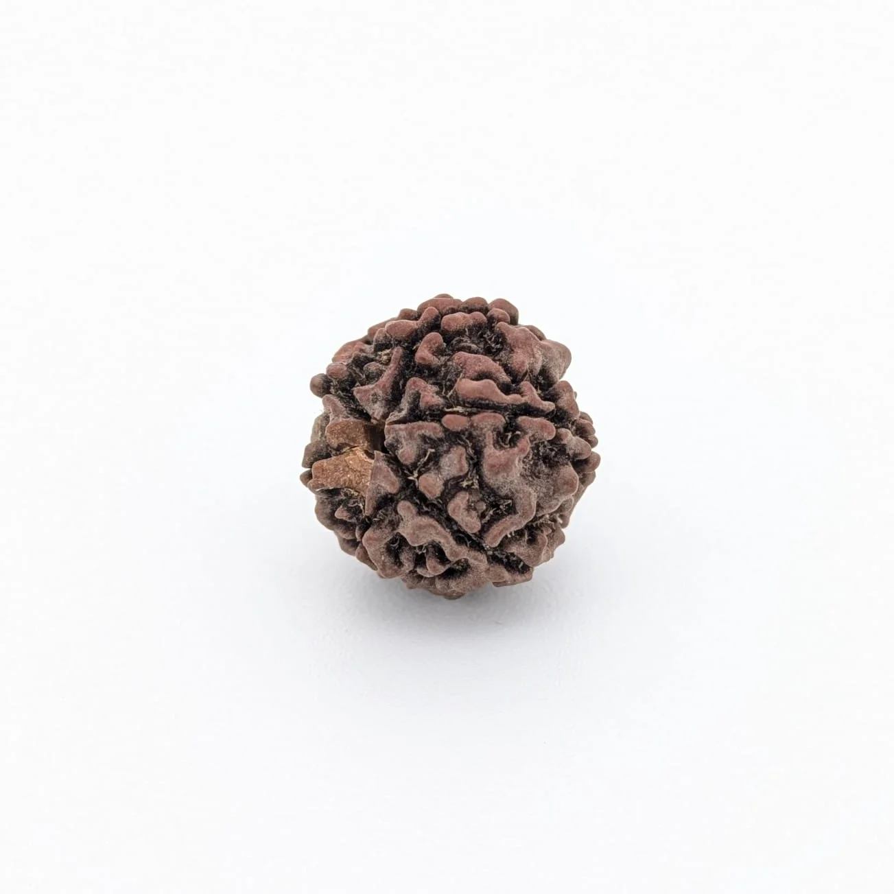 Natural 6 Mukhi Rudraksha
