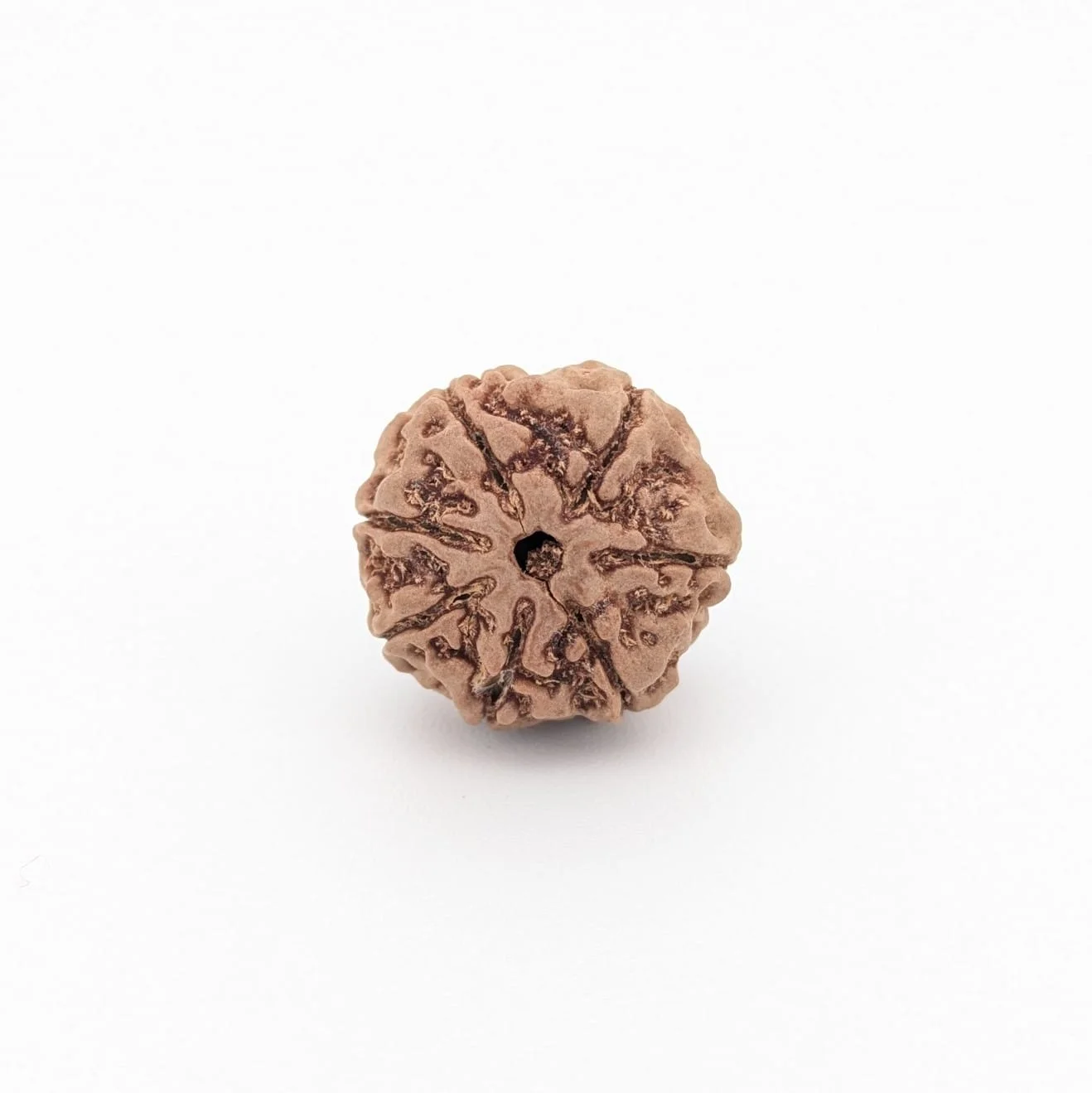 Natural 7 Mukhi Rudraksha