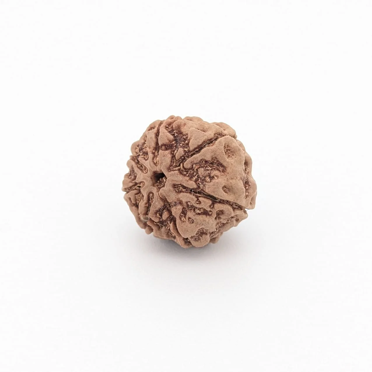 Natural 7 Mukhi Rudraksha