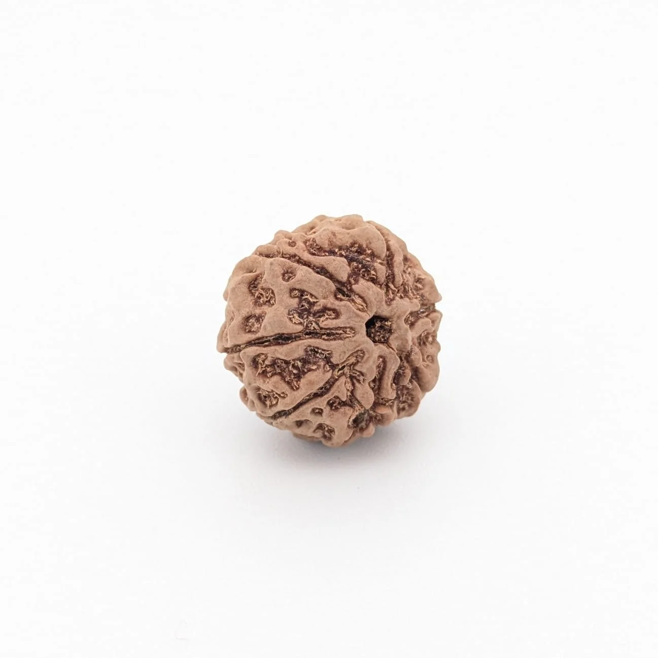 Natural 7 Mukhi Rudraksha