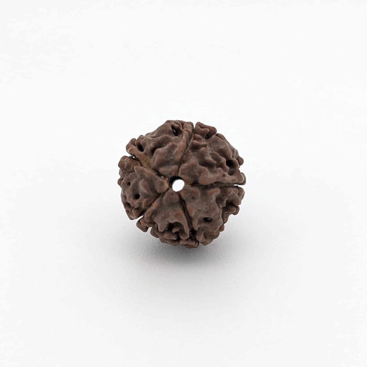 Natural 5 Mukhi Rudraksha