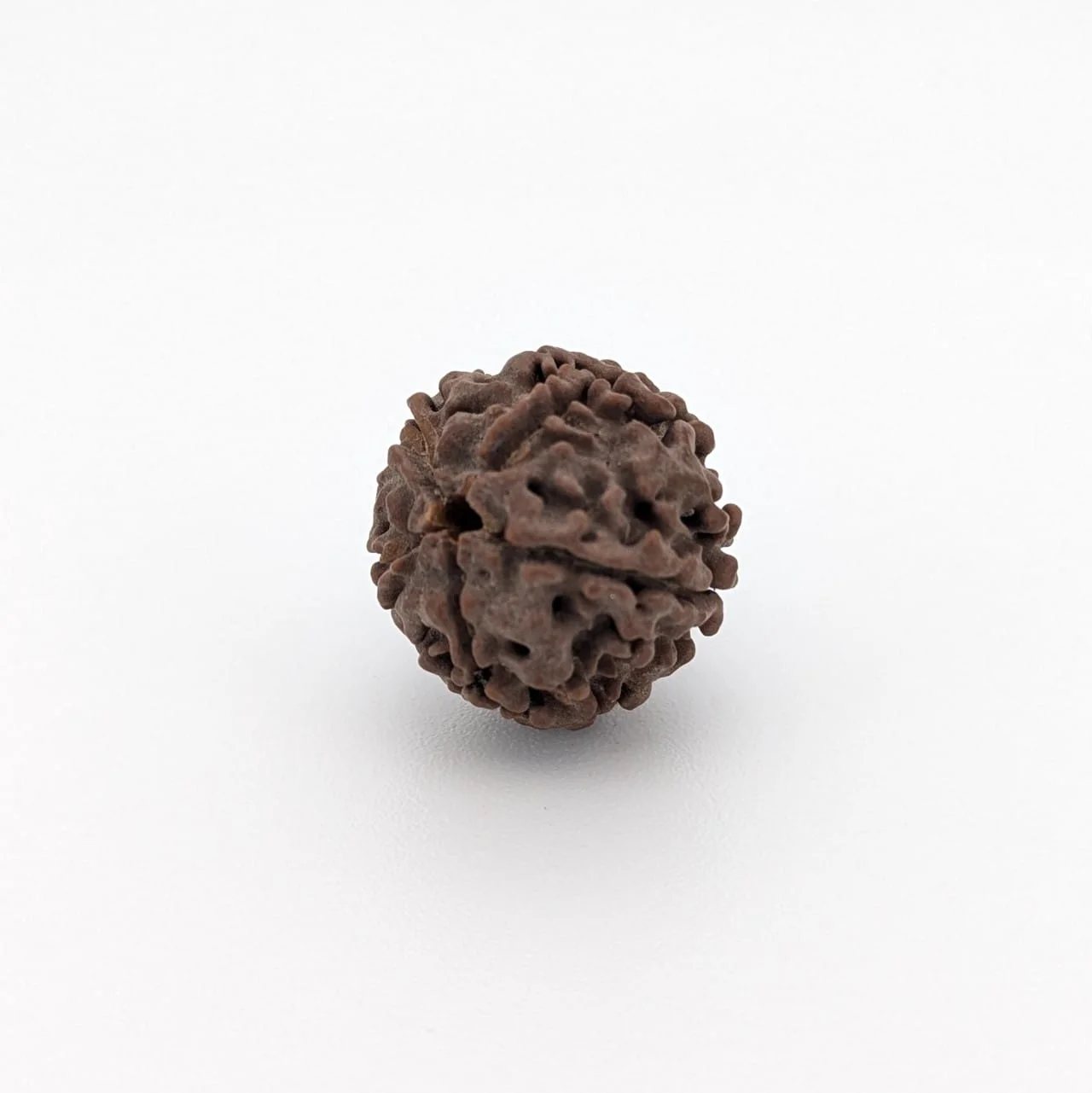 Natural 5 Mukhi Rudraksha