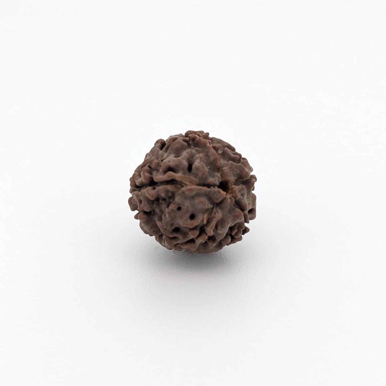 Natural 5 Mukhi Rudraksha