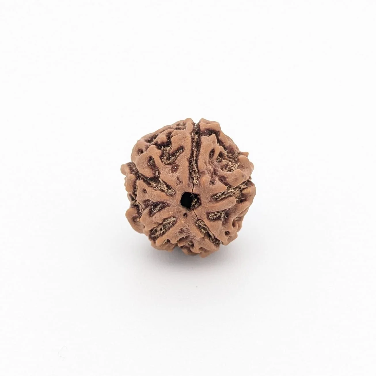 Natural 5 Mukhi Rudraksha
