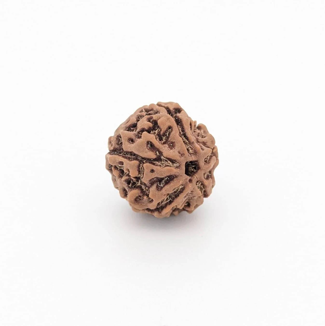 Natural 5 Mukhi Rudraksha