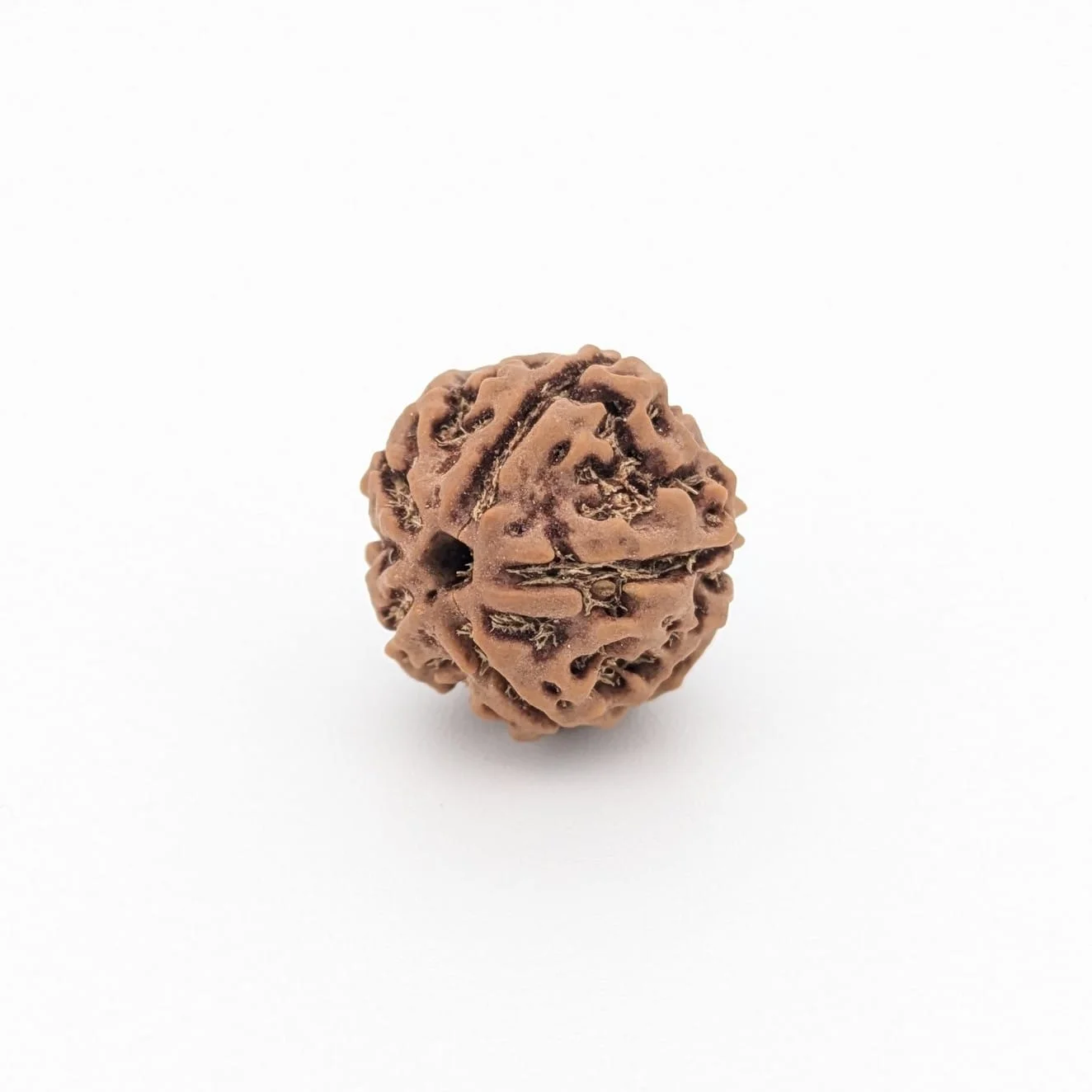 Natural 5 Mukhi Rudraksha