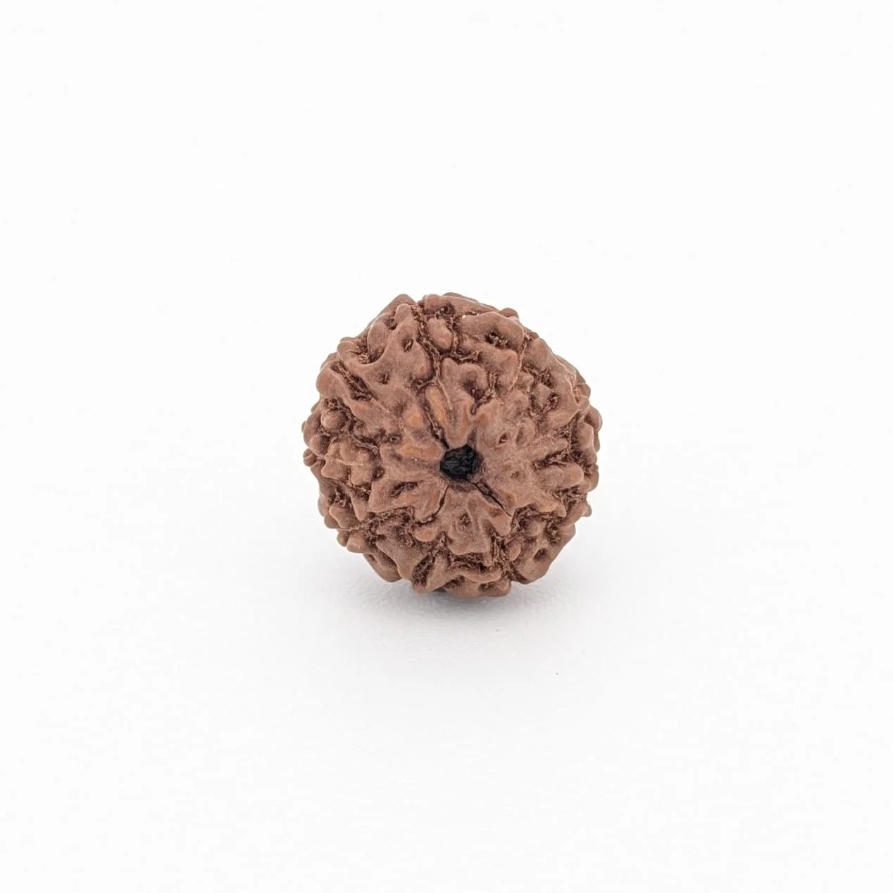 Natural 9 Mukhi Rudraksha