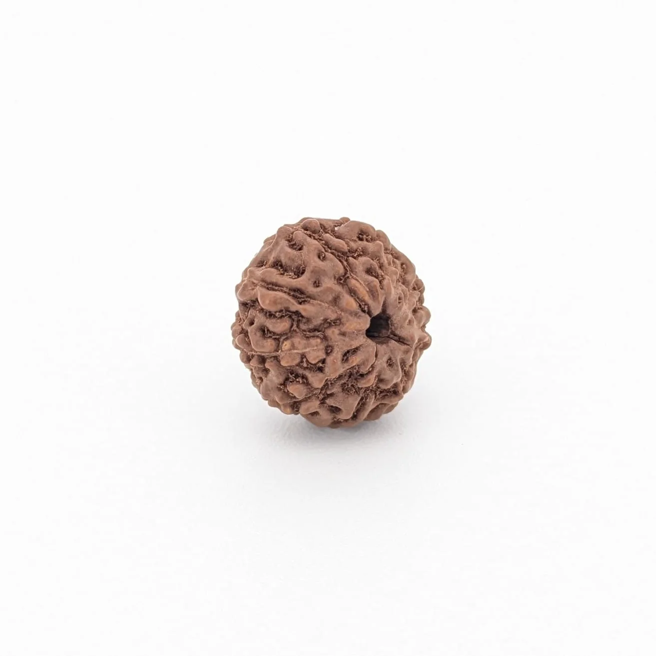 Natural 9 Mukhi Rudraksha