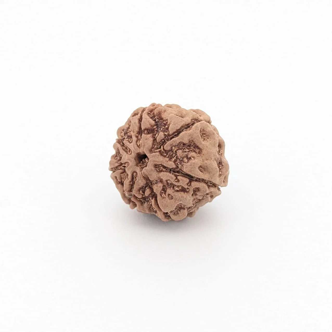 Natural 7 Mukhi Rudraksha
