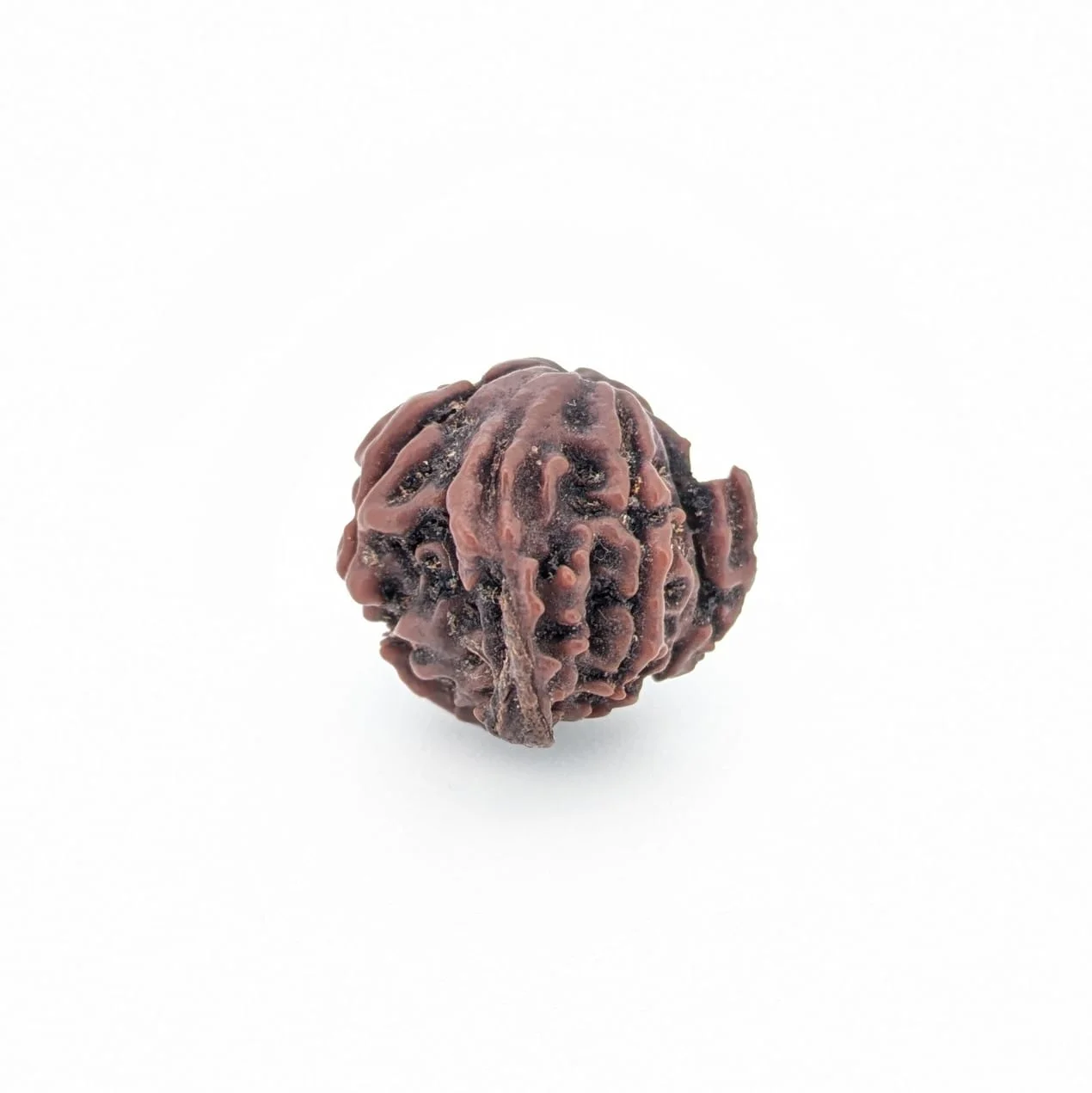 Natural Ganesh Rudraksha