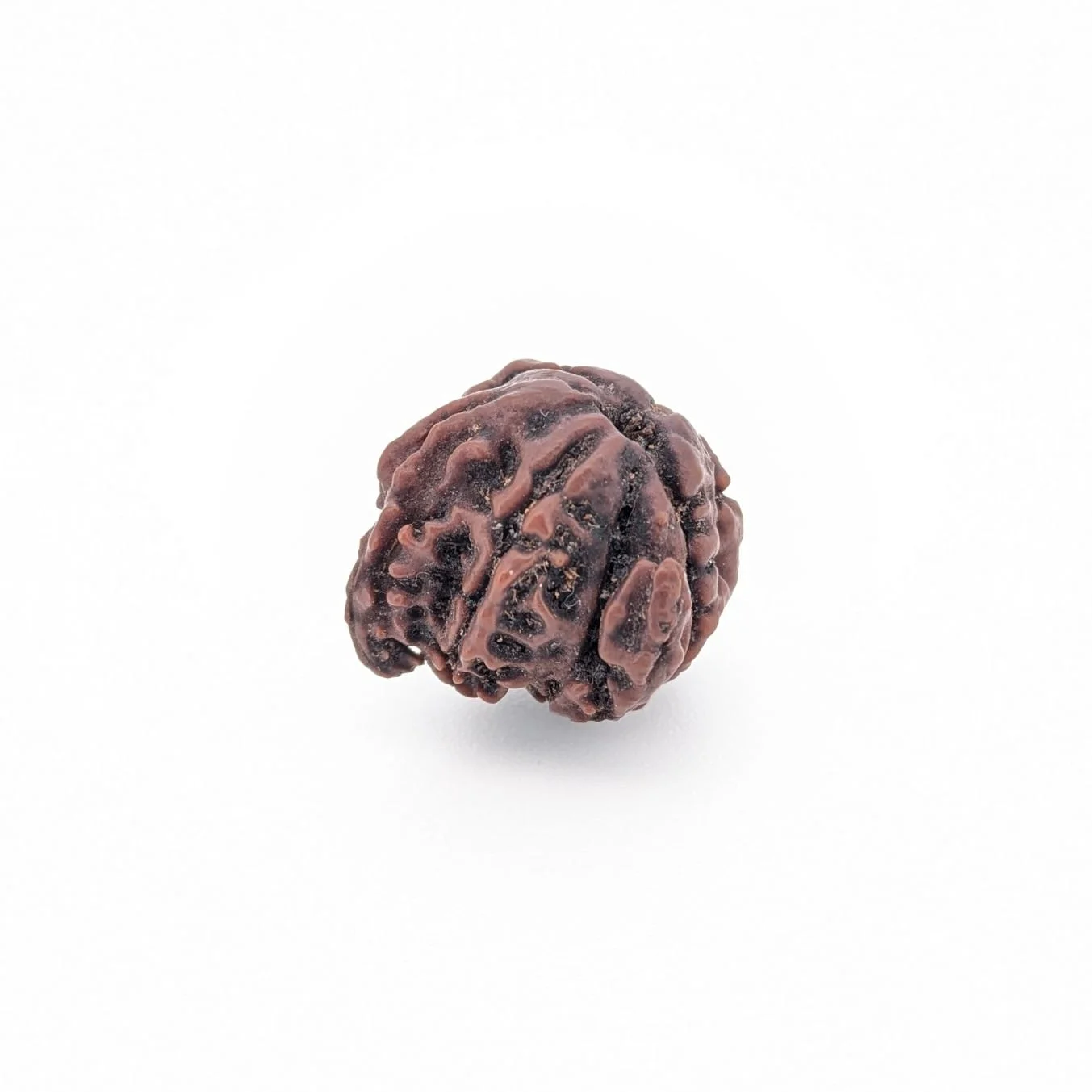 Natural Ganesh Rudraksha