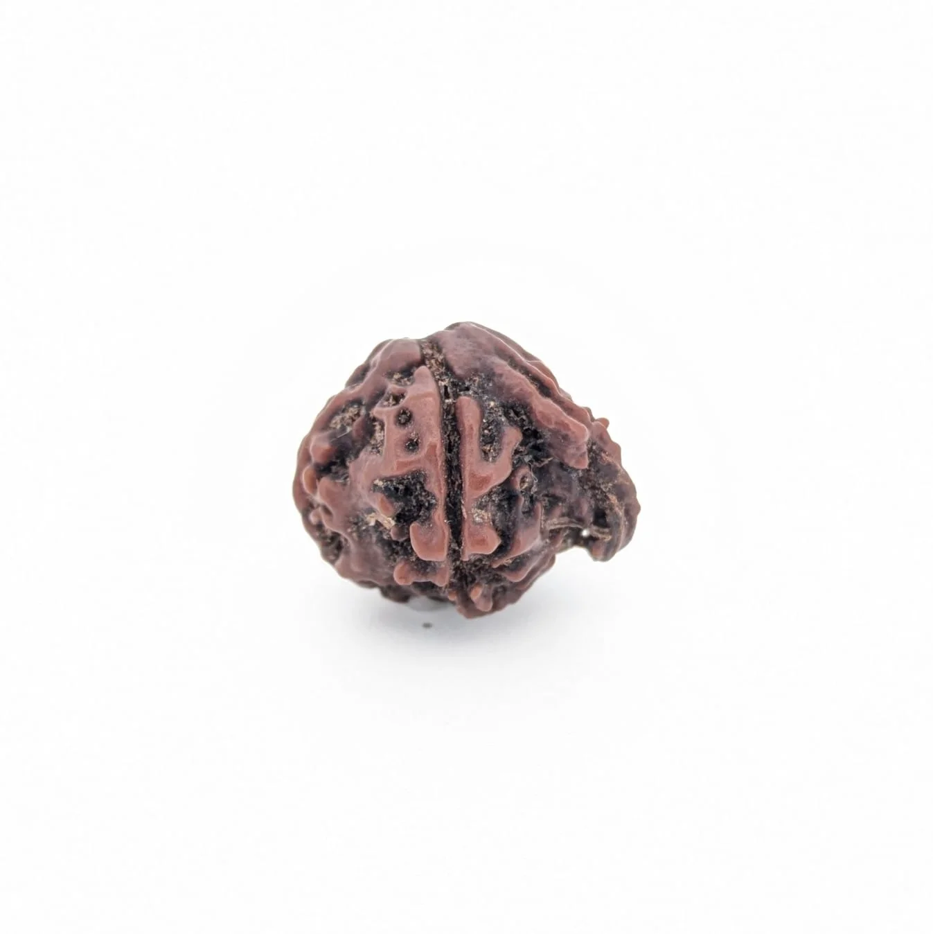Natural Ganesh Rudraksha