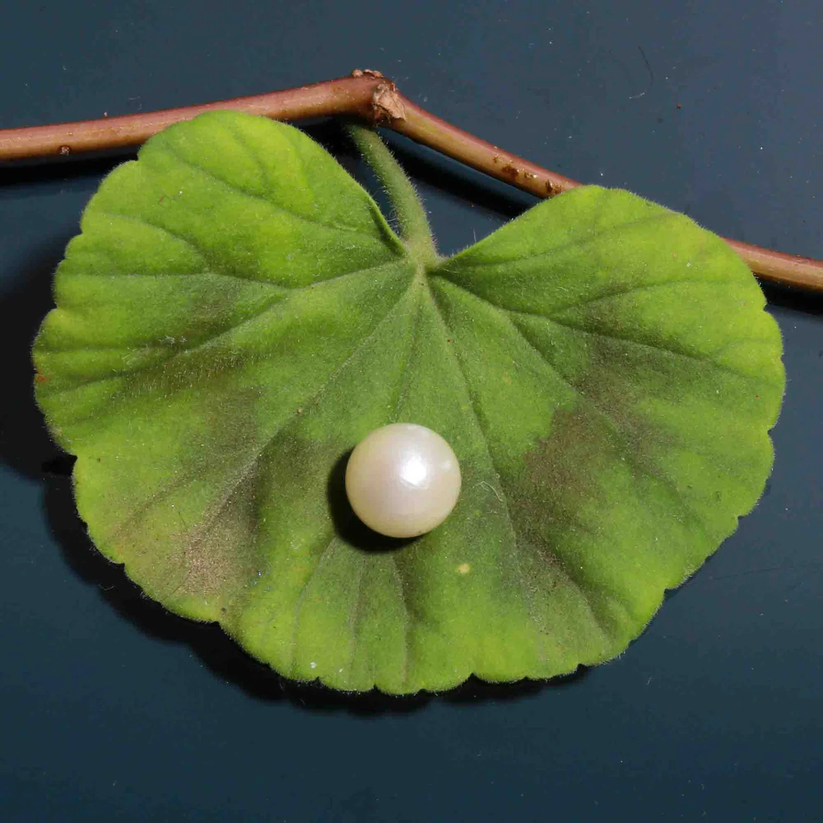 Natural Pearl (Moti) 9.37 Carat – for Moon – image 1
